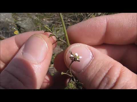 Essbare Wildpflanzen 4. (Behaartes Schaumkraut)