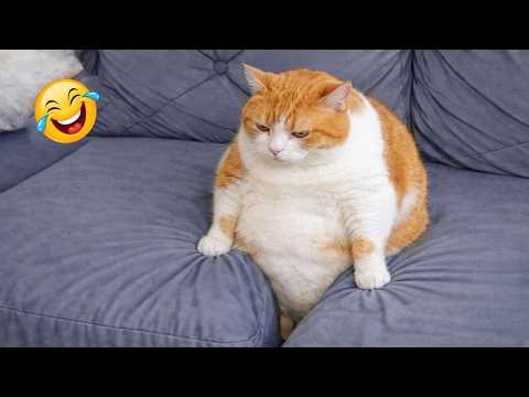 Impossible Not to Laugh 🤣😹 Funniest Cat Clips 2026