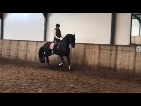 Ziezo is een super lieve en aanhankelijke 3,5 hengst