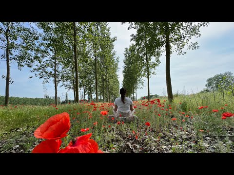 Meditation | 4K Poppy Meadow | Relaxing Nature | Meditation and total relax Music| Calm #youtube