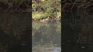 Download lagu Fight between Moorhens#shorts mp3