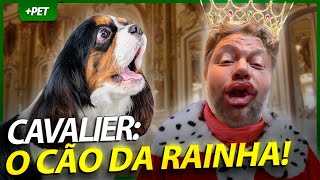 Miniatura do vídeo