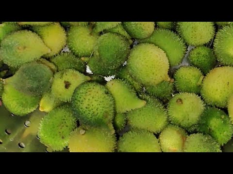 Spiny Gourd Recipe | Kontola Sabzi Banane Ka Asli Tareeka | स्वाद और सेहत से भरपूर