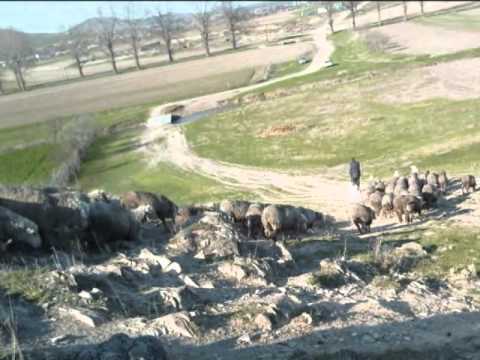 Izvoarele sat de greci / Izvoarele creek village