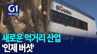 [G1뉴스]'대한민국 버섯 1번지'..인제 버섯