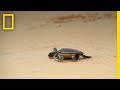 Rising Temperatures Cause Sea Turtles To Turn Female National Geographic