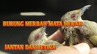 Download lagu tips on how to distinguish male and female merbah mm/bush birds mp3 Download lagu tips on how to distinguish male and female merbah mm/bush birds mp3