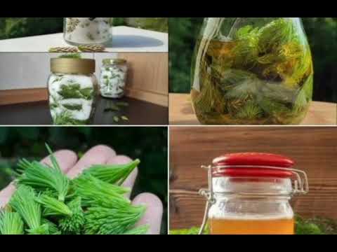 RECEPT ZA SIRUP OD B0ROVIH IGLICA PROTIV KAŠLJA, BRONHITISA, UPALE GRLA, ZA JAK IMUNITET I GASTRITIS