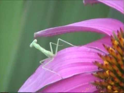 mini mantis