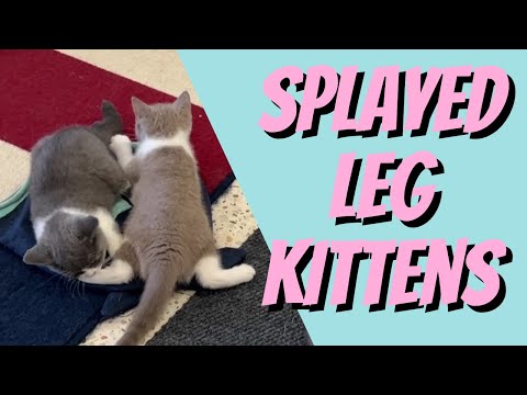 Splayed Leg Kittens, Why You Need Mats - Cat Breeding For Beginners, Cattery Advice for Breeders