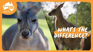 Kangaroo Comparison with Bindi & Chandler | Australia Zoo Life