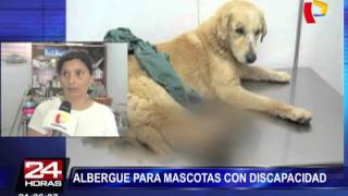 ‘Milagros Perrunos’: conoce el albergue para mascotas con discapacidad (2/2)