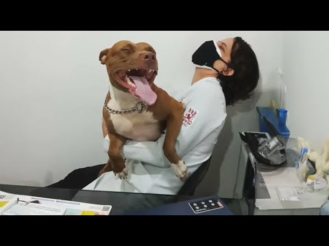 Funny Dogs at the Vet — You Won’t Stop Laughing!🤣