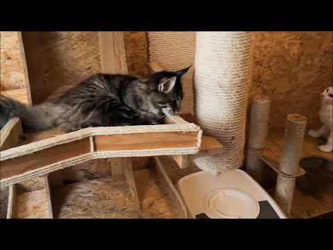 Neues und Altes über Kratzbäume      //   07.10. 2018