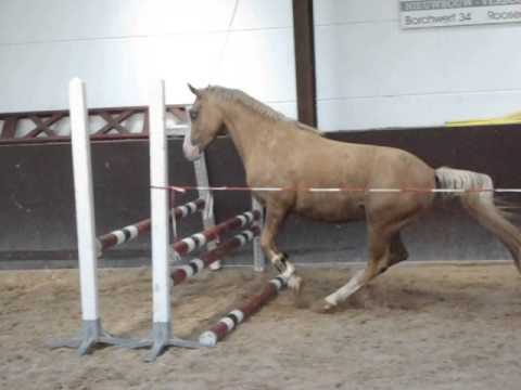 Fame (v. H. Don Diego x FS Pavarotti) 1e keer losspringen
