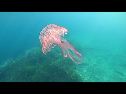 Pelagia noctiluca