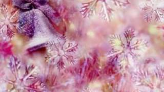 Perfect Christmas - Sarah Geronimo ❤¸.•*¨*  *¨*•.¸❤