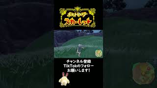 色違いオタチを出してしまう男　【ポケモンSV】