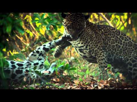 Wildes Brasilien -  Trailer [HD] Deutsch / German