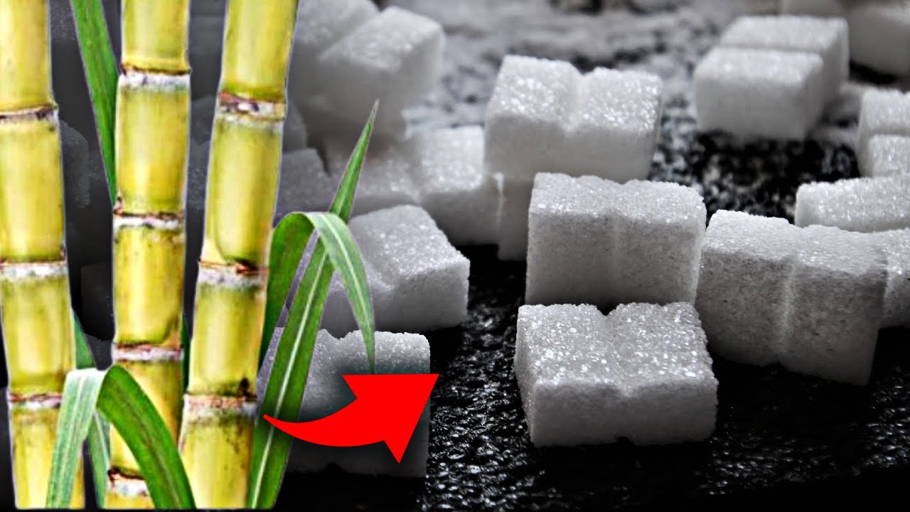 Veja como o AÇÚCAR é feito - Processo de produção do Açúcar - da Cana de açúcar ao Cristal
