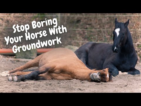 Groundwork Exercises For Horses That Don't Drill Them