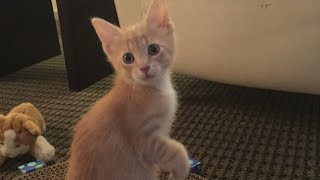 Super CUTE cat video!