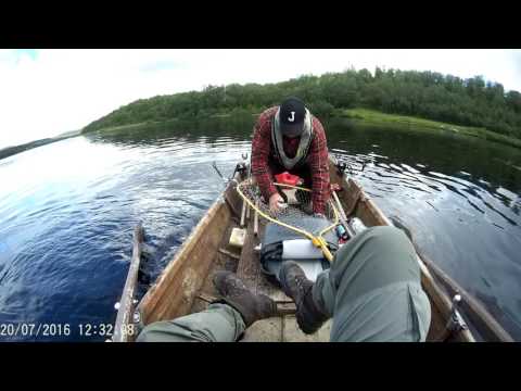 Komea Harjus Tenolta 2016