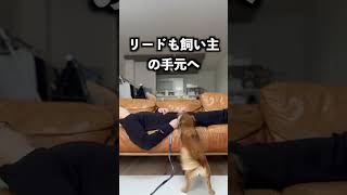 散歩と言って寝たら必死すぎて事故になりかけた！