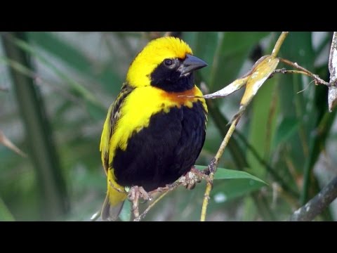 Tkáčik nomádsky (Euplectes afer) — video o speve a chove
