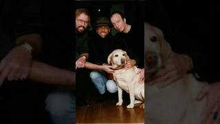 Bee Gees' Dogs (1974) #dogs #dogshorts #doglove #beegees