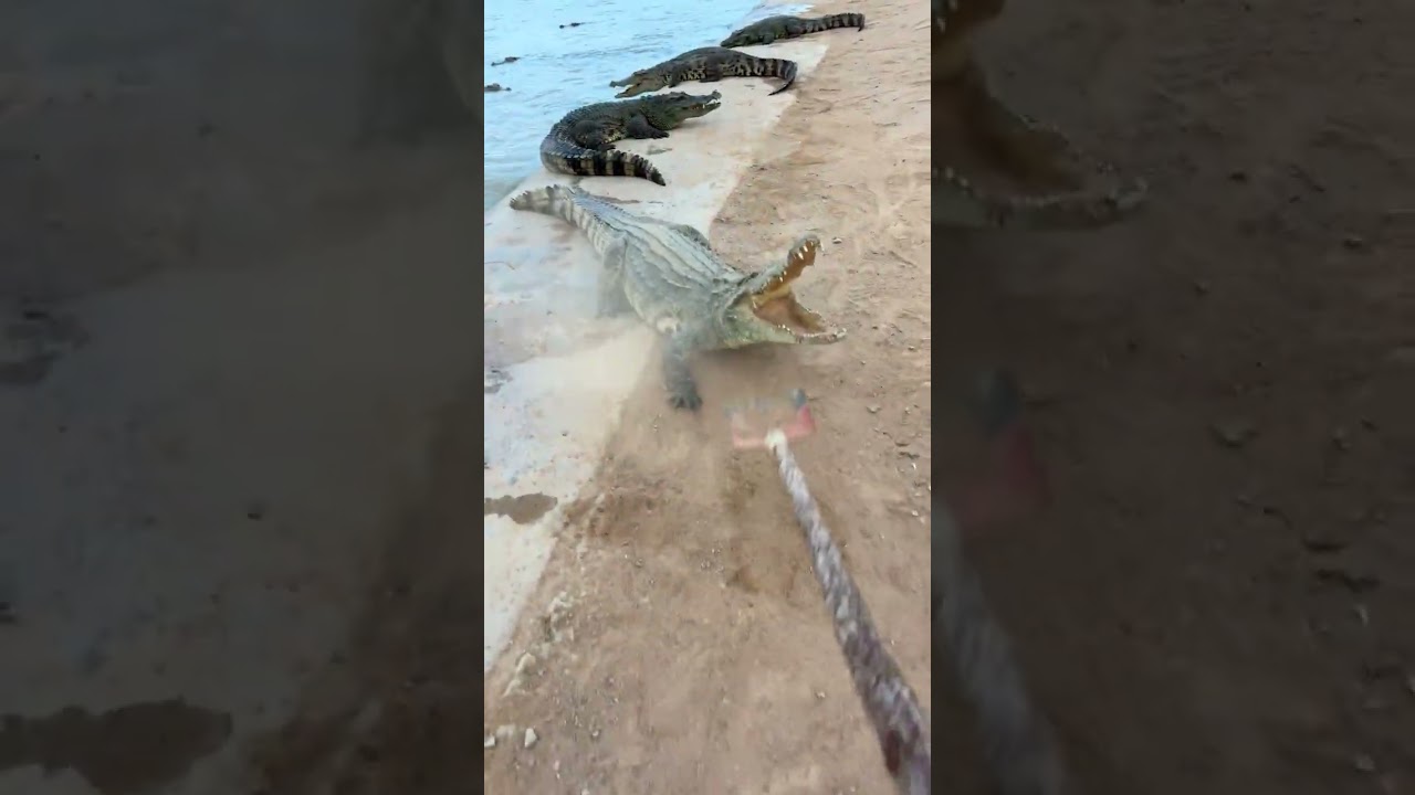 太久沒鍛鍊了，運動一下 #鱷魚養殖場 #鱷魚 #動物的迷惑行為 #鱷魚小王子 #危險動作請勿模仿