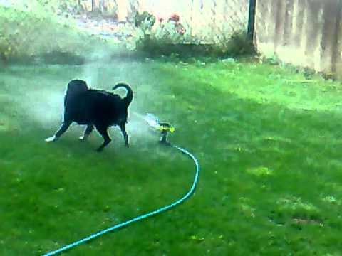 Calcetines y el aspersor