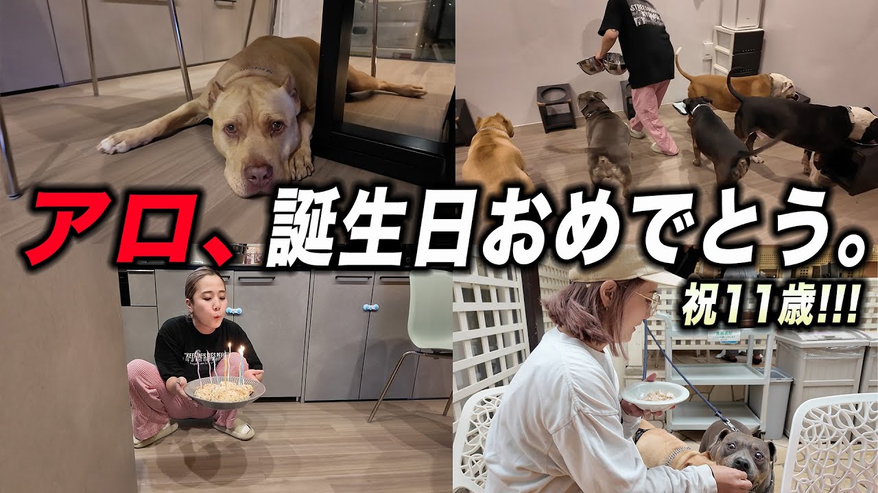 アメリカンピットブル11歳のお誕生日‼️