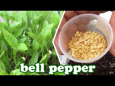 , title : 'How to Grow Bell Peppers from Seeds - Green Bell Pepper Plant - How to Grow Vegetables GardenersLand'