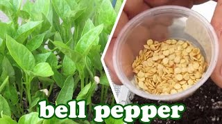 How to Grow Bell Peppers from Seeds - Green Bell Pepper Plant - How to Grow Vegetables GardenersLand