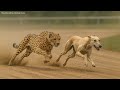 Cheetah Vs Fastest Dog 3D Speed Comparison