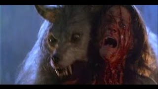 Lion vs wolf,Lion or wolf will win?,Lion..... idon't now