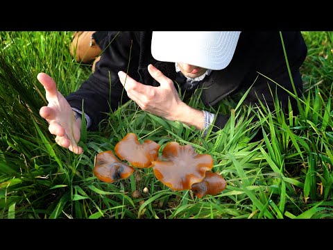 Psilocybe-Pilze und ihre Nachbarn