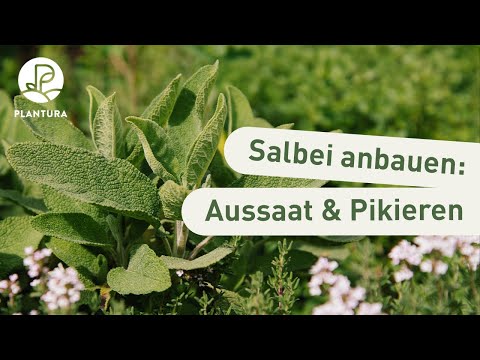 Salbei anpflanzen: Aussaat & pikieren (Anleitung)
