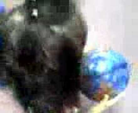 zakee - shot that ball!