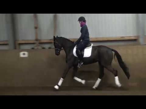 For Sale: gelding by Destano *2015