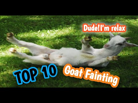 Top 10 Funny Fainting Goat