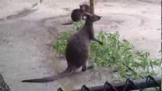 preview picture of video 'Cape May County Zoo - Red-necked wallaby, eating bamboo in the rain'