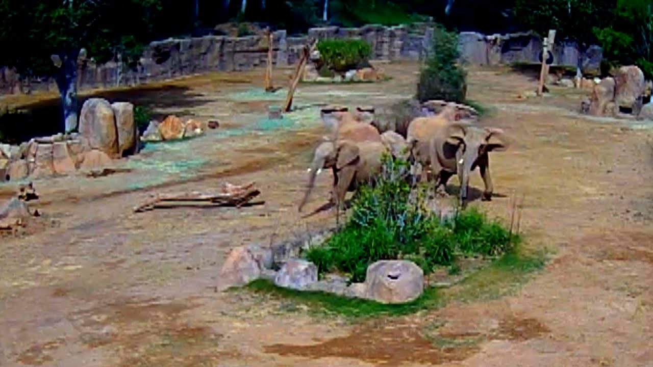 Elephants Form Circle to Protect Young During Earthquake