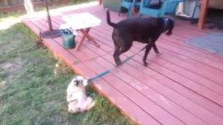 Puppy trying to walk bigger dog