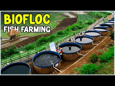 Biofloc Fish Farming Technology - Complete Guide