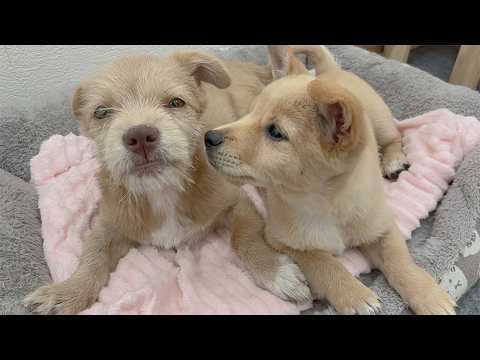 YouTube 썸네일