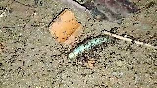 Phát hiện đàn kiến tha mồi ngầu quá