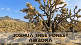 Arizona's Joshua Tree Forest | Yucca Palm | Rare Tree Native to Mojave Desert | American Nature | AZ