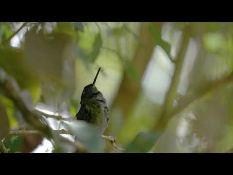 Magnificent Hummingbird